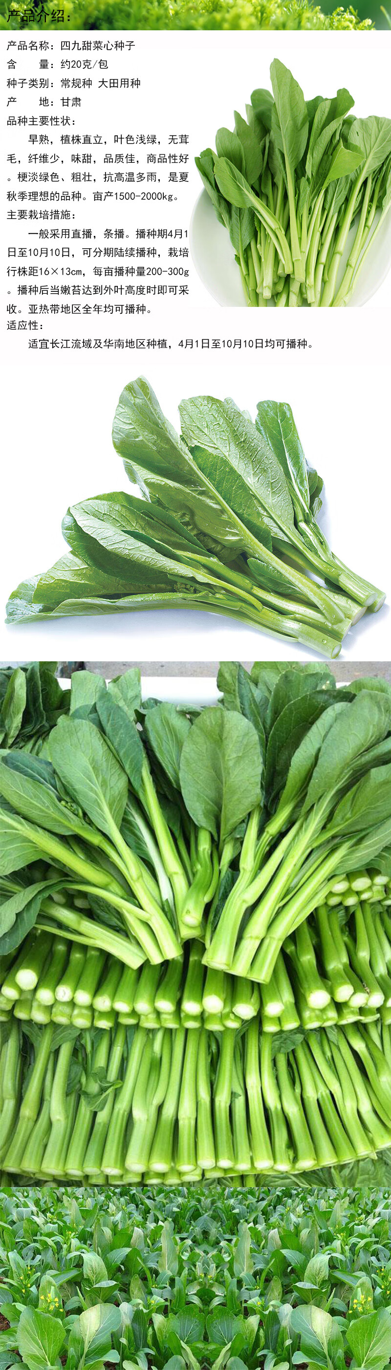 禾花楹蔬菜种子四九甜菜心种子四九菜心菜薹种子菜苔种籽早熟味甜抗高温亚热带四季可播种15克 包 图片价格品牌报价 京东 禾花楹蔬菜种子四九甜菜心种子四九菜心菜薹种子菜苔种籽早熟味甜抗高温亚热带四季可播种15克 包 图片价格品牌报价 京东