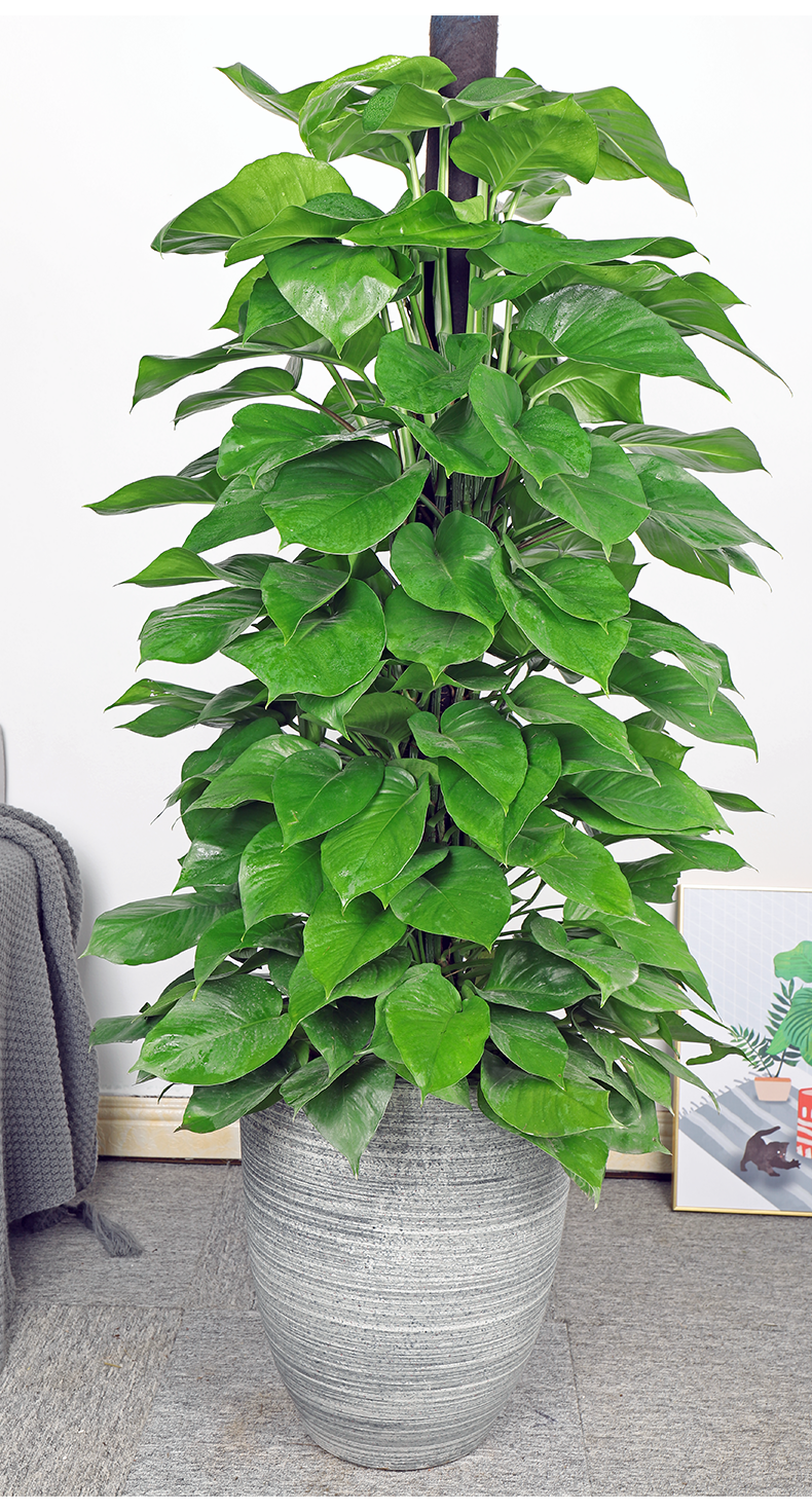 大叶绿萝盆栽绿萝柱大型绿植家用客厅办公室内大叶盆栽盆景花卉植物含