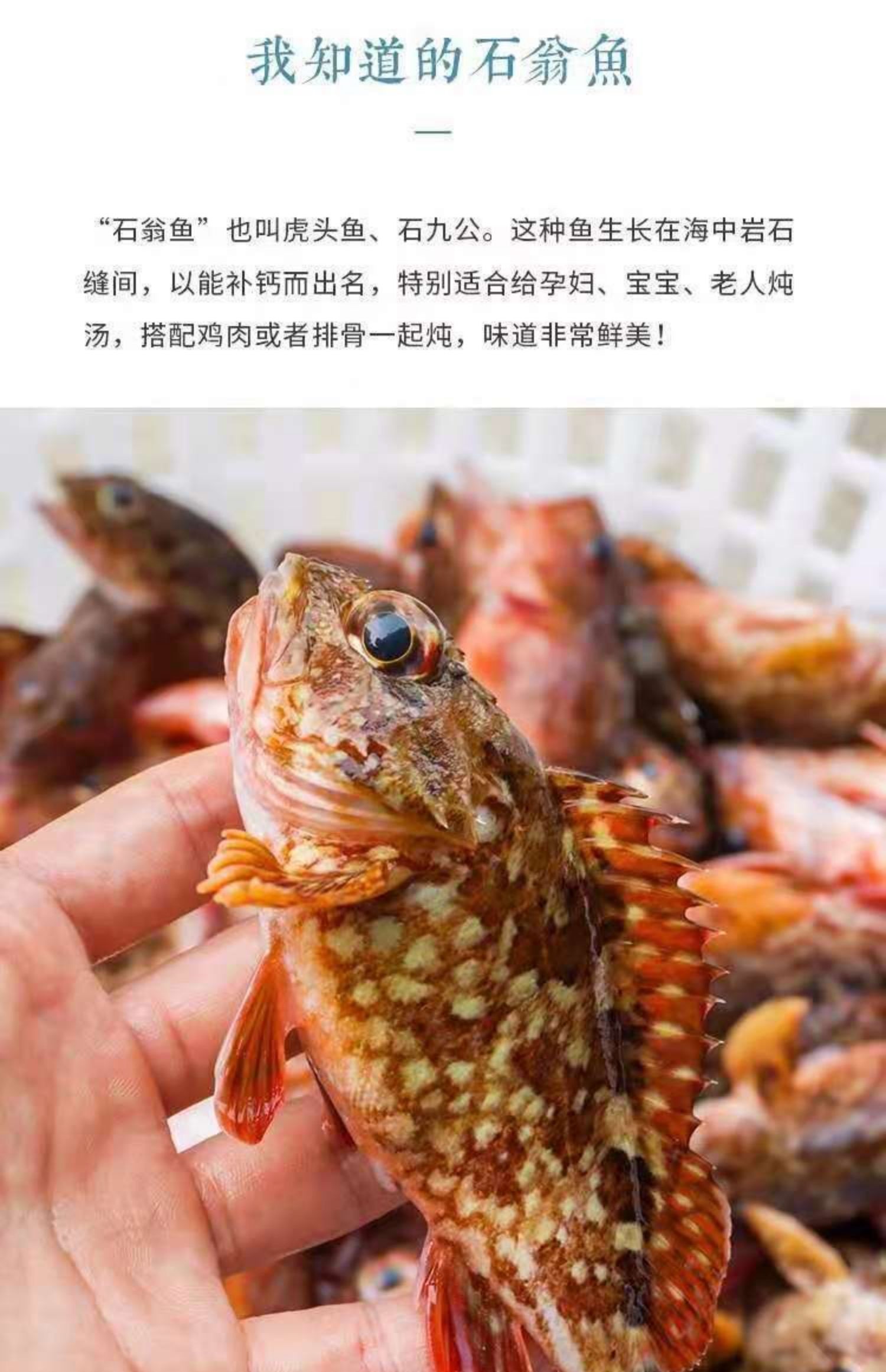 虎头鱼吃什么图片