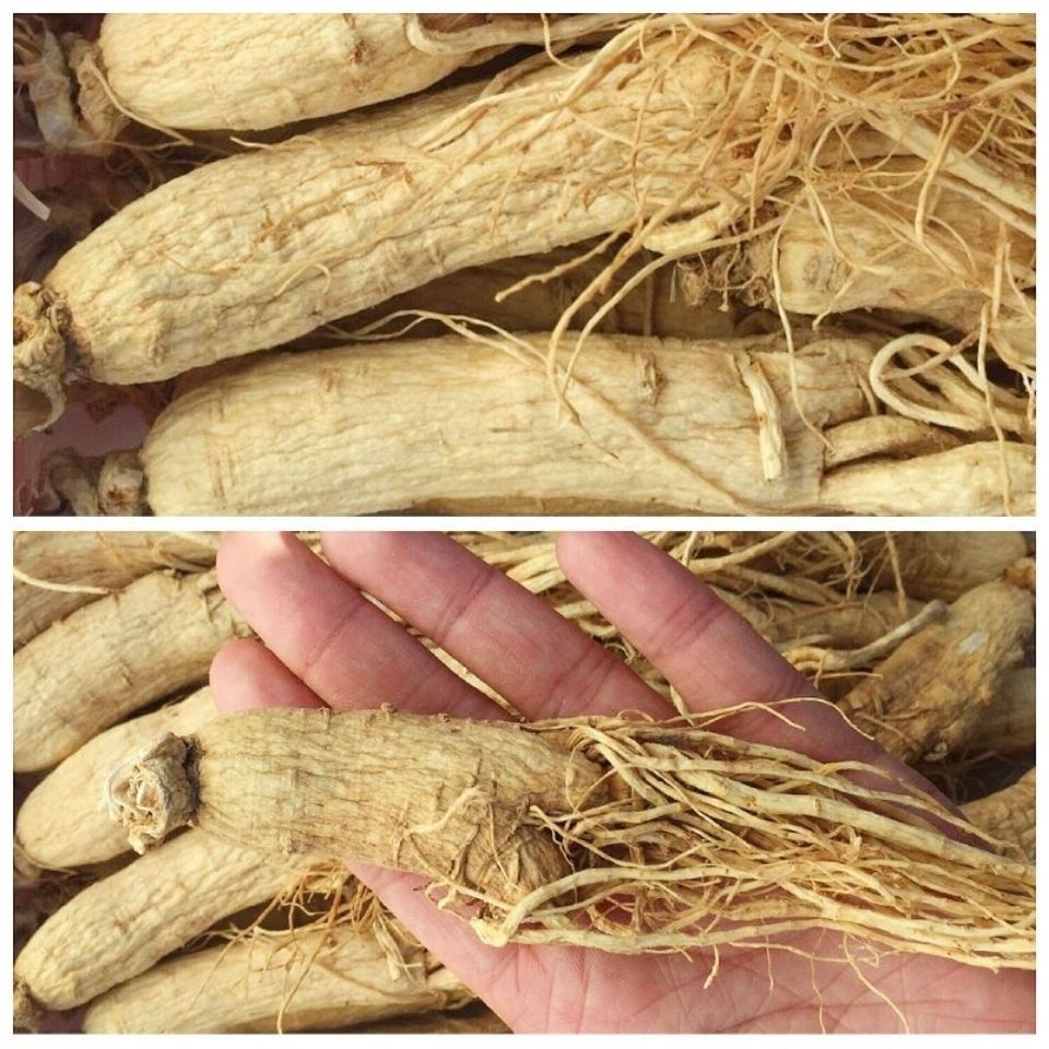 【长白山干人】参野山参白参整支东北特产泡酒煲汤园参年生晒参 精选