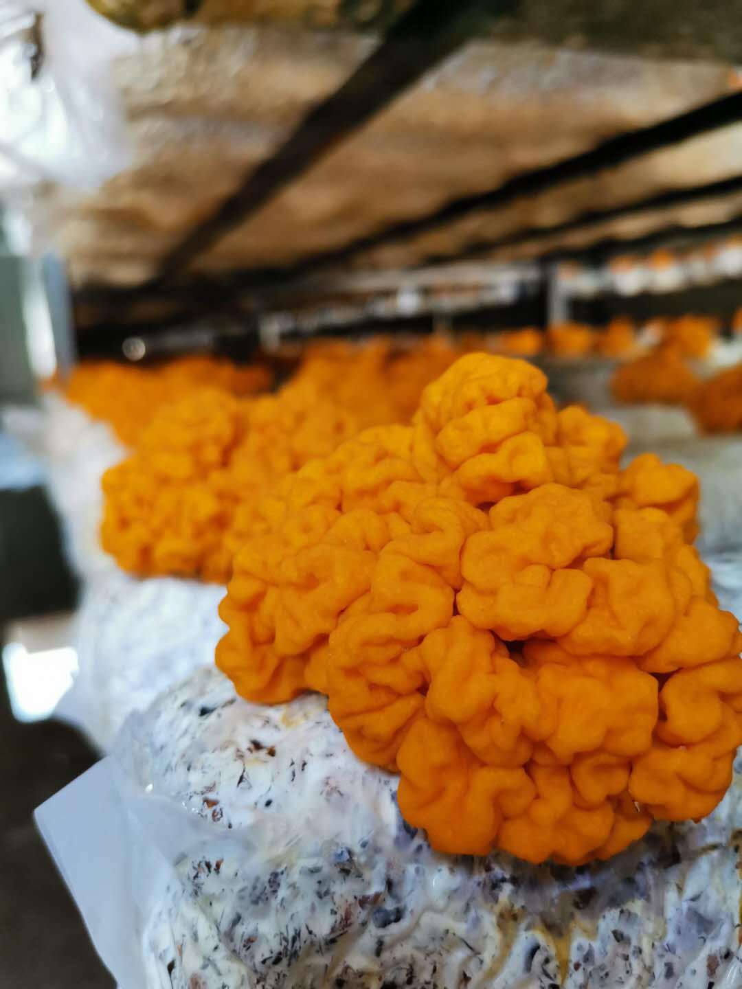 新鲜金耳菌福建古田特产黄金耳黄木耳银耳菌野生菌金耳脑耳黄耳脑500g