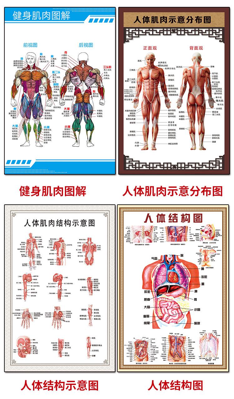 人體肌肉解剖圖掛圖人體內臟結構圖全身器官分佈穴位圖人體骨骼圖10