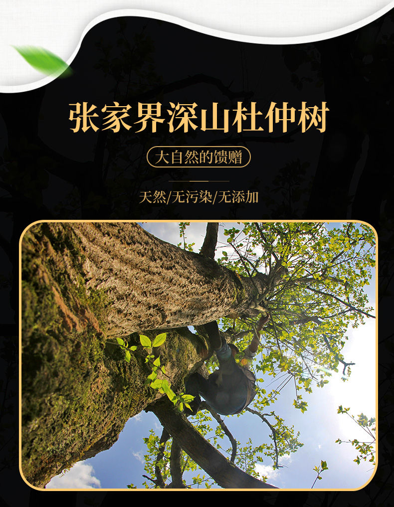 杜仲茶叶张家界特产野生嫩叶养生茶男人茶女人茶原产地发货 杜仲茶250