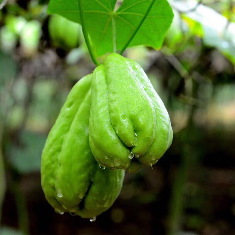 【精选s级】2020云南新鲜佛手瓜洋瓜丰收瓜南瓜蔬菜单果10克至150克