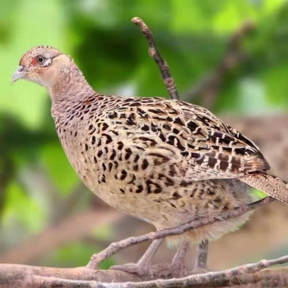 山鸡正宗生态散养七彩山鸡 活体包活 死亡包赔 成年山鸡(3公)【图片