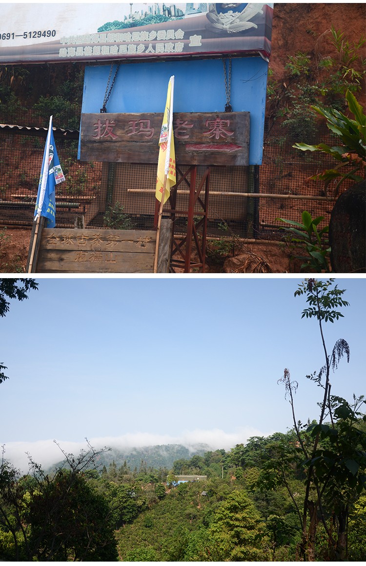 百里遥茶叶 云南滇红茶 2020南糯山拔玛老寨古树 头