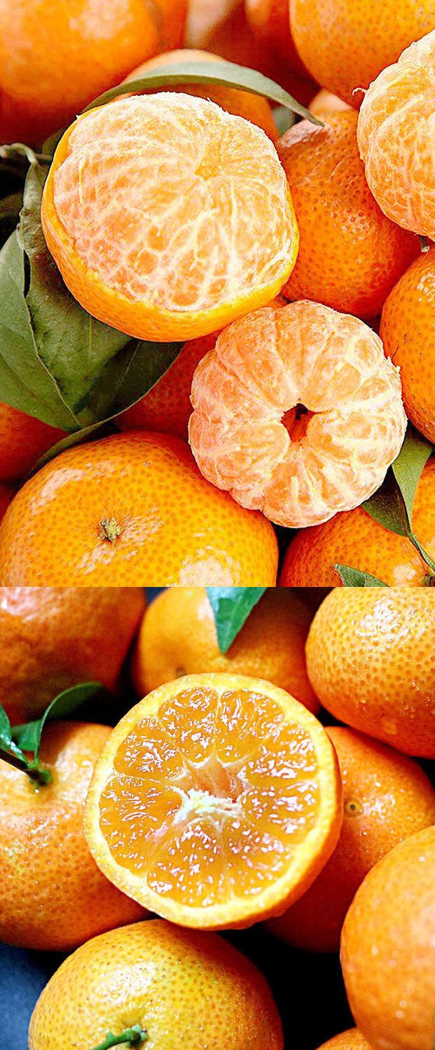 精选】【正宗砂糖橘】广西沙糖桔甜半斤/5/10斤砂糖橘新鲜薄皮蜜橘子