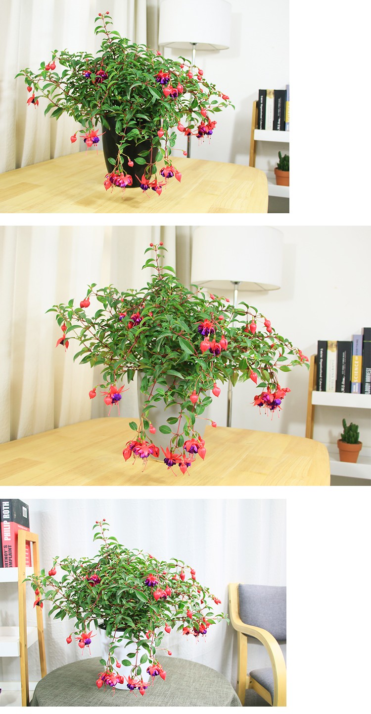 倒挂金钟宝莲灯办公室内阳台盆栽花卉灯笼花观花植物开花h倒挂金钟8号