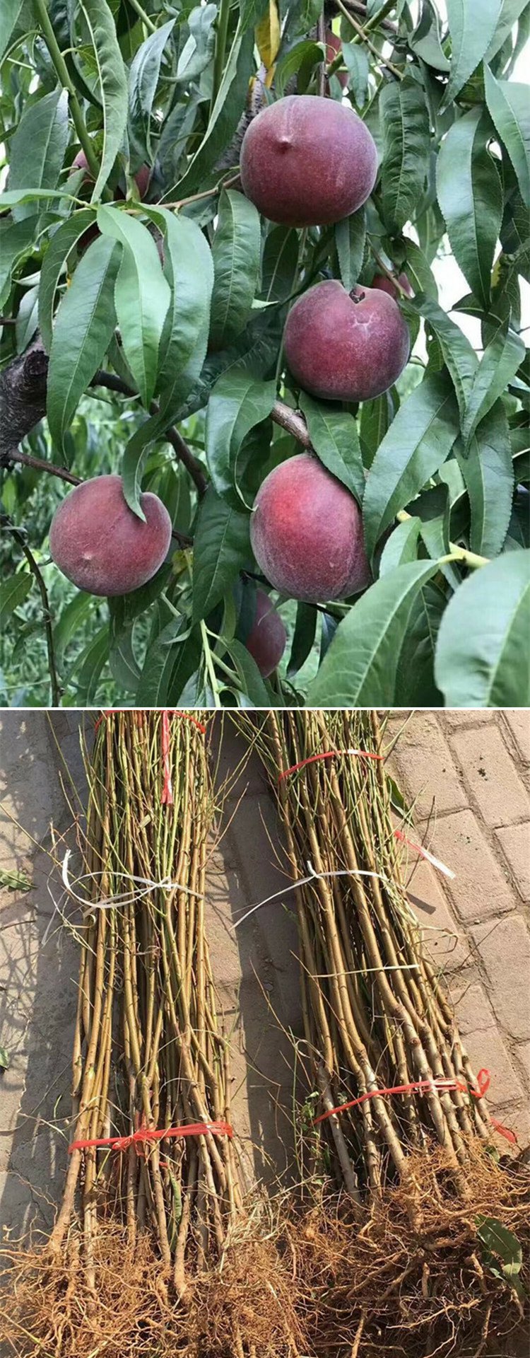 桃树果苗黑桃苗黑桃皇后树苗嫁接苗地栽盆栽南北方当年结果果树 15年