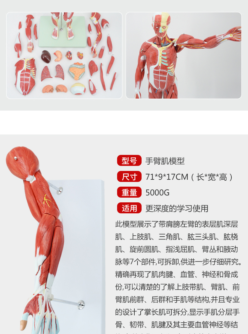 人体肌肉模型可拆卸人模型全身肌肉解剖骨骼艺用肌肉起止点医用放大手