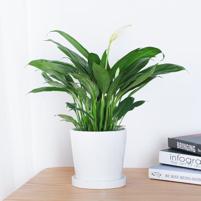 白掌盆栽一帆风顺室内开花四季常青桌面绿植吸甲醛好养白掌植物白掌白
