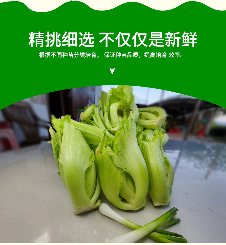 特色水东芥菜2斤胆新鲜蔬菜青菜秋冬时菜产地直发营养蔬菜农产品 蔬菜