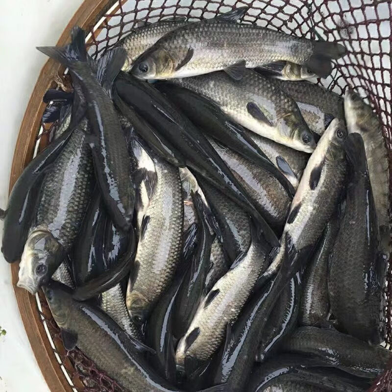 麦基乐青鱼苗四大家鱼黑鲩鱼苗螺蛳青鱼苗乌青鱼苗乌鲩鱼苗活体淡水