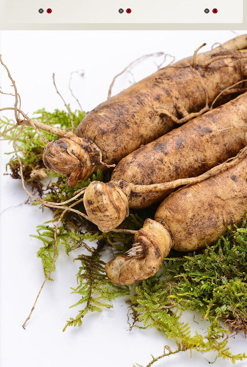 原料【12年野生带土大鲜参】吉林通化林下野山参长白山人参东北特产