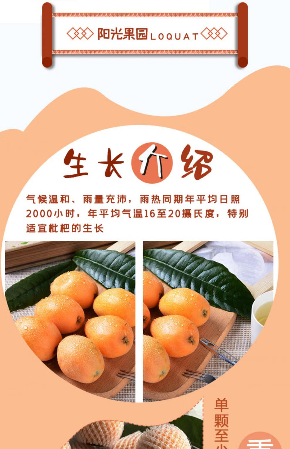 顺丰莆田书峰枇杷福建早钟枇杷果琶琵水果枇杷孕妇新鲜水果解放钟高山