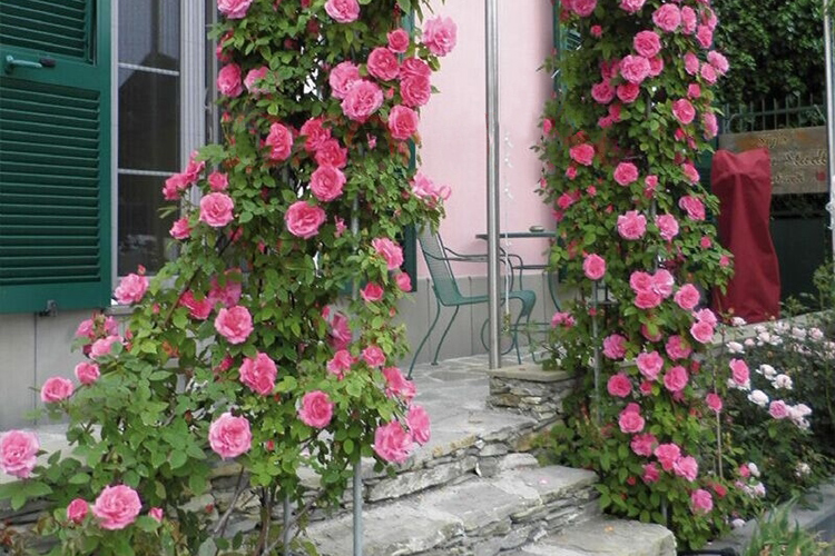 叹为观止 藤本月季花苗爬藤植物爬藤月季庭院攀援蔷薇