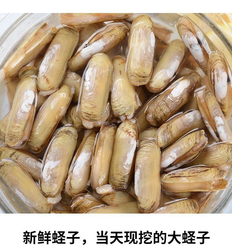 鲜活蛏子蛏王海蛏子新鲜海鲜天然无污染大蛏子竹节蛏笔杆蛏四斤装实惠