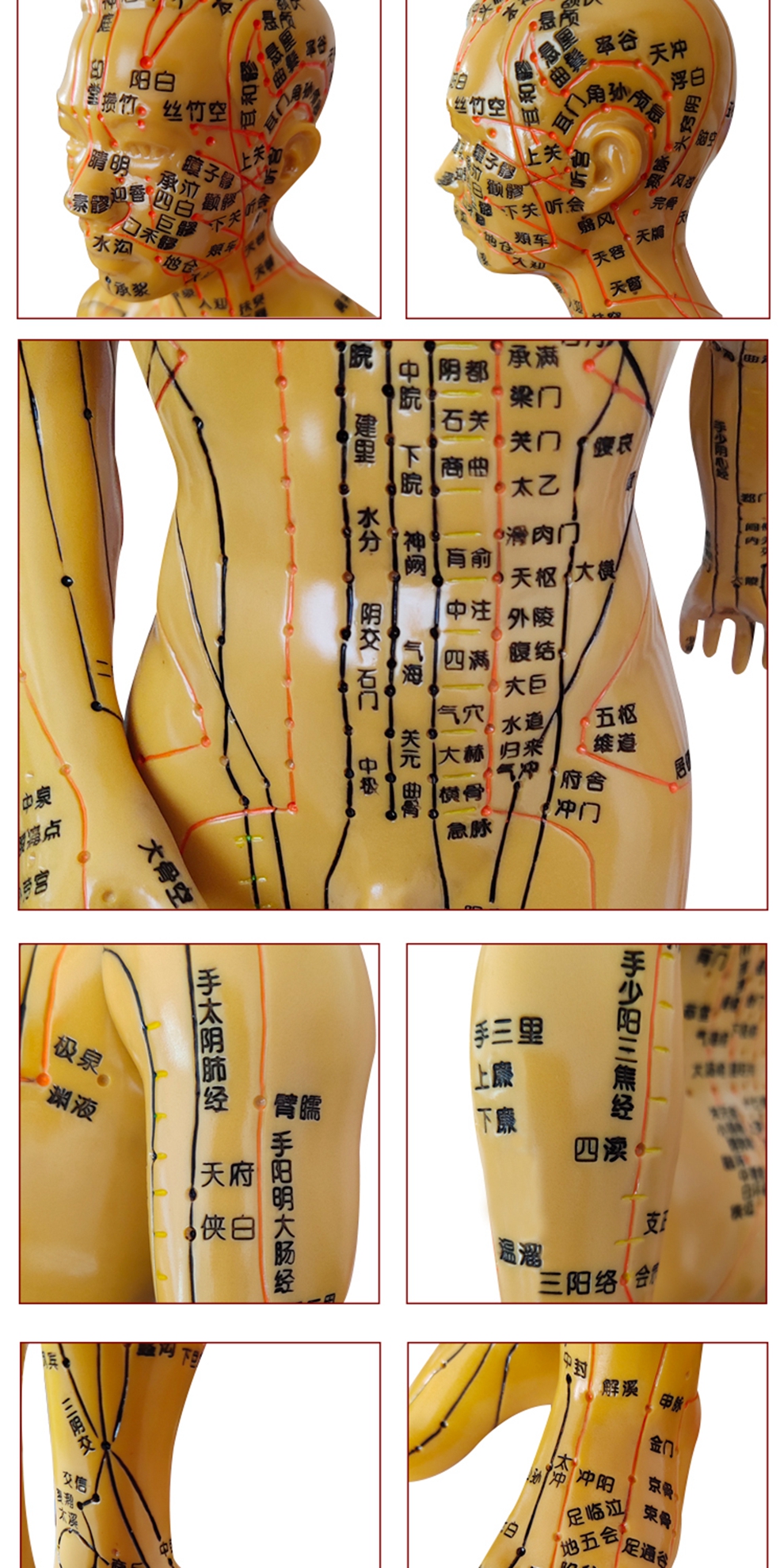 丰帆中医针灸穴位人体模型男女模型清晰经络小人体针灸穴位模型按摩