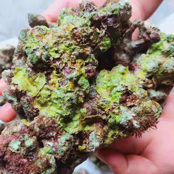 免爆藻活石新鲜高钙深海片状海水过滤鱼缸珊瑚缸多孔微生物聚过滤造景