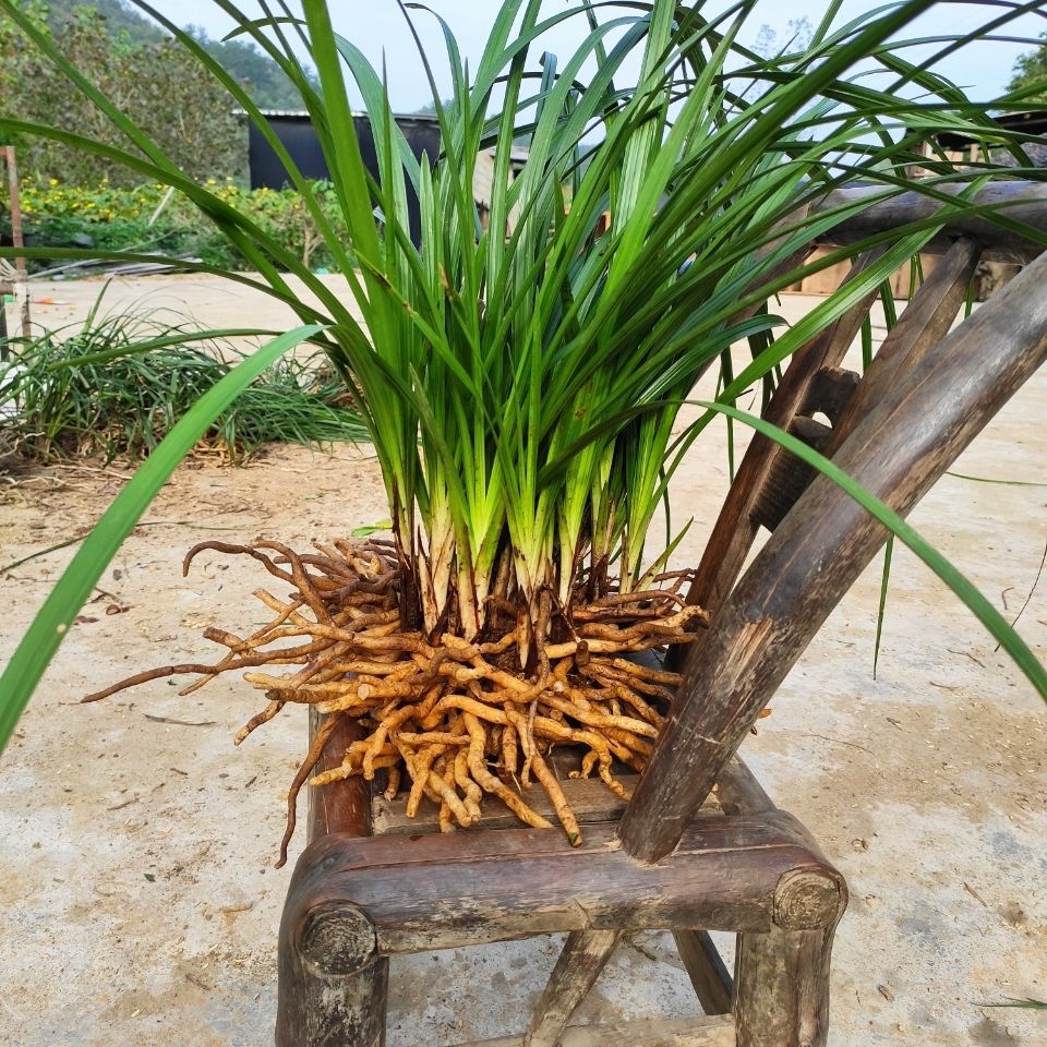 浓香 兰花 九头兰 惠兰 春兰花苗草植物花卉盆景 蕙兰一棵11-12苗连体