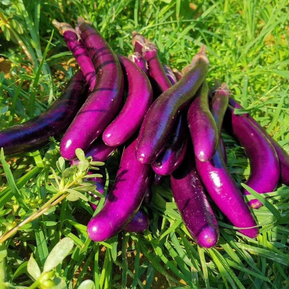 长茄子新鲜细小长线茄子福建蔬菜农家现摘15斤3斤细茄子