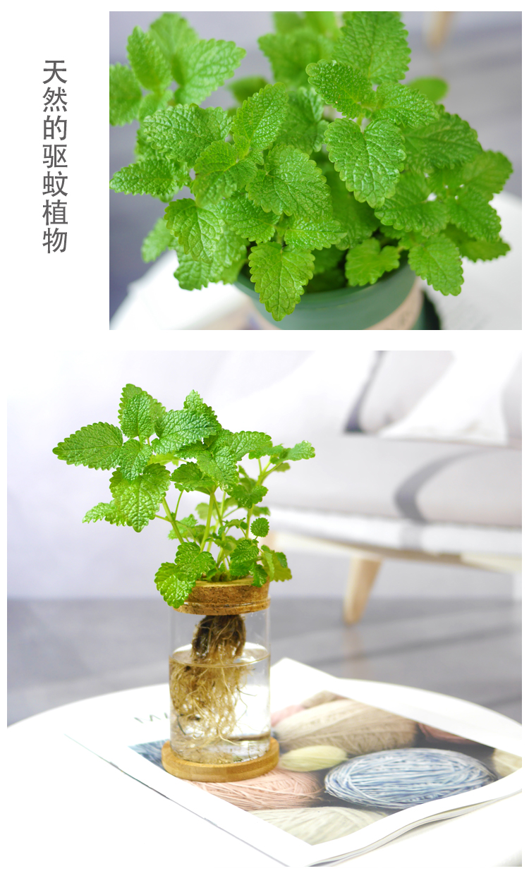 水培薄荷自吸水可食用西餐香料迷迭香罗勒紫苏盆栽阳台植物jy 罗勒九