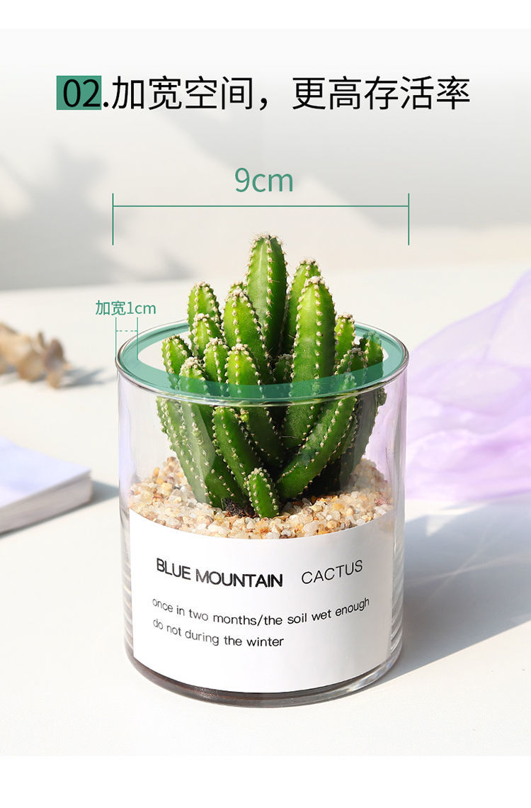 仙人球仙人掌盆栽植物开花多肉植物室内办公室绿植花卉盆栽万重山大