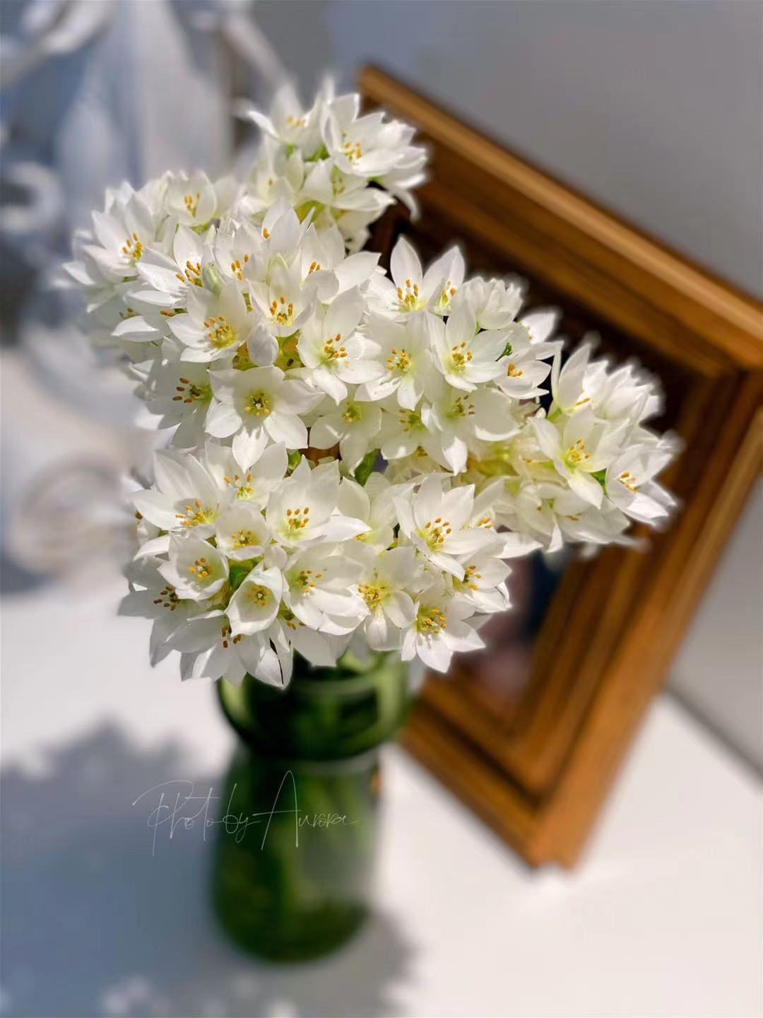 炫影【当天发货】雀梅圣心百合鲜花云南顺丰冷链花期长水养鲜切花装饰