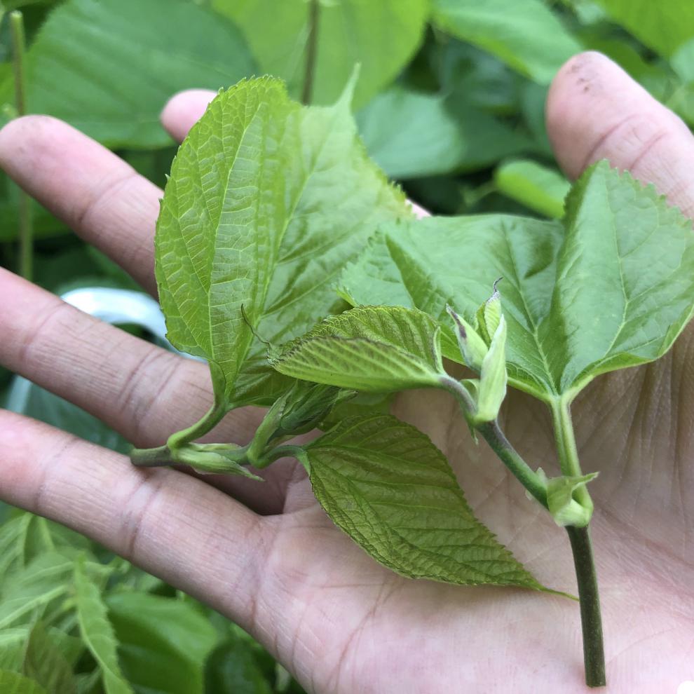 沃绣蚕宝宝食物嫩桑芽大肉厚桑树苗盆栽农家桑叶新鲜新鲜桑叶新鲜桑叶