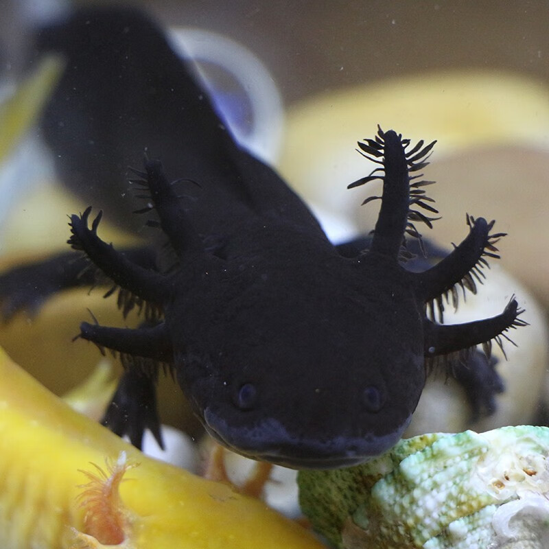 麦叮卡六角恐龙鱼苗宠物冷水观赏鱼淡水鱼黄金龙1条1417cm