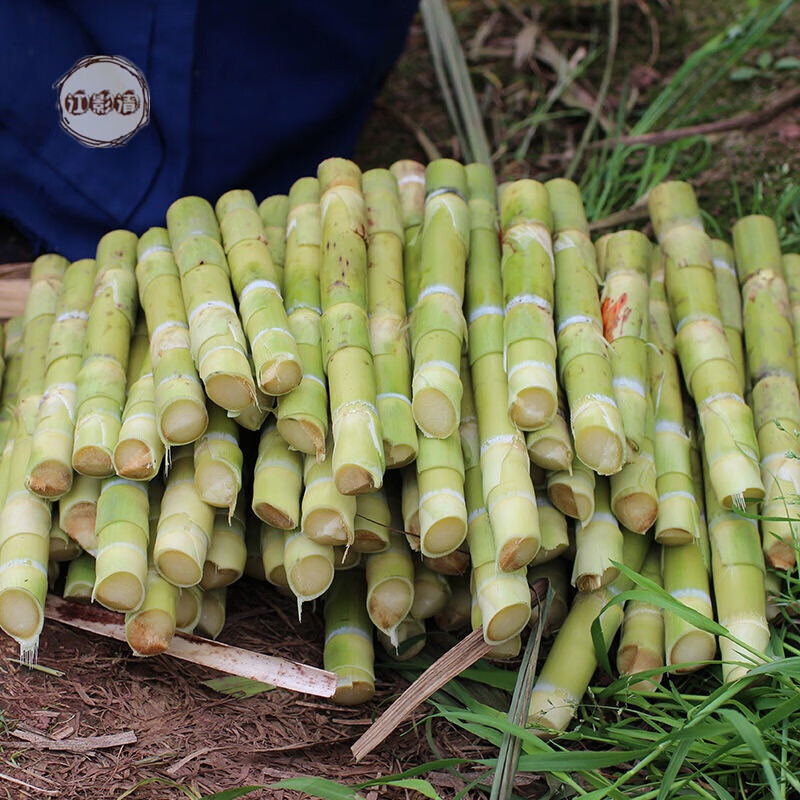 江影清现四川青皮甘蔗种子薄皮甘蔗苗甘蔗尾甘蔗尖种植适合南北西东方