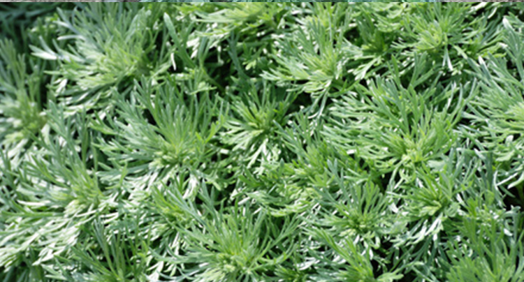 2022年野菜白蒿中药材新鲜茵陈蒿三月绵茵陈草新鲜整颗1000g新鲜茵陈4