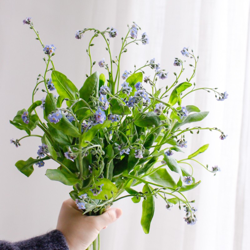 勿忘我鲜切花本地迷你家庭插花办公室水养鲜花妇女节礼物 本地勿忘我