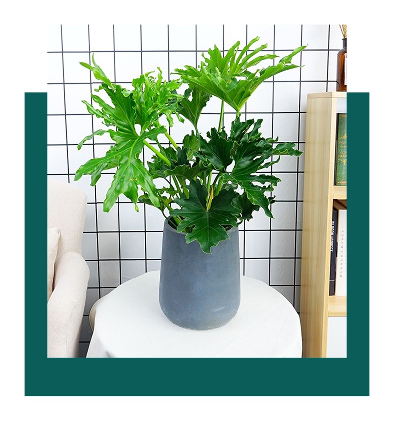 畅微大型春羽绿植盆栽室内客厅植物春羽春雨花净化空气办公盆景龙鳞一