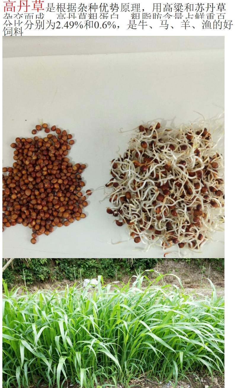 进口高丹草种子苏丹草牛羊多年生牧草种子鱼草籽四季牧草种子 【进口