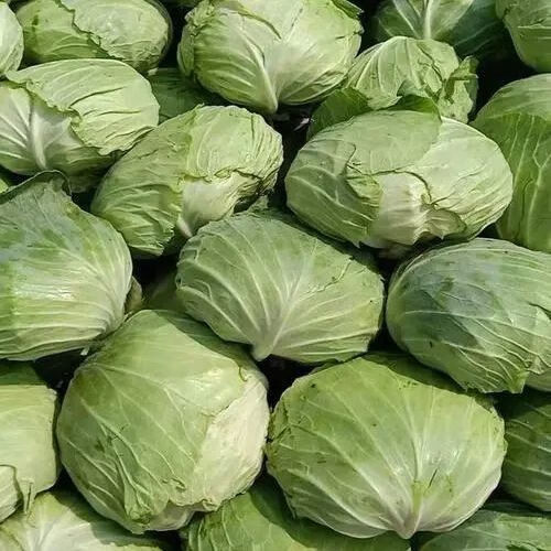 包心菜农家扁平包菜莲花白自种新鲜现摘整箱 【5斤装】普通不去老叶