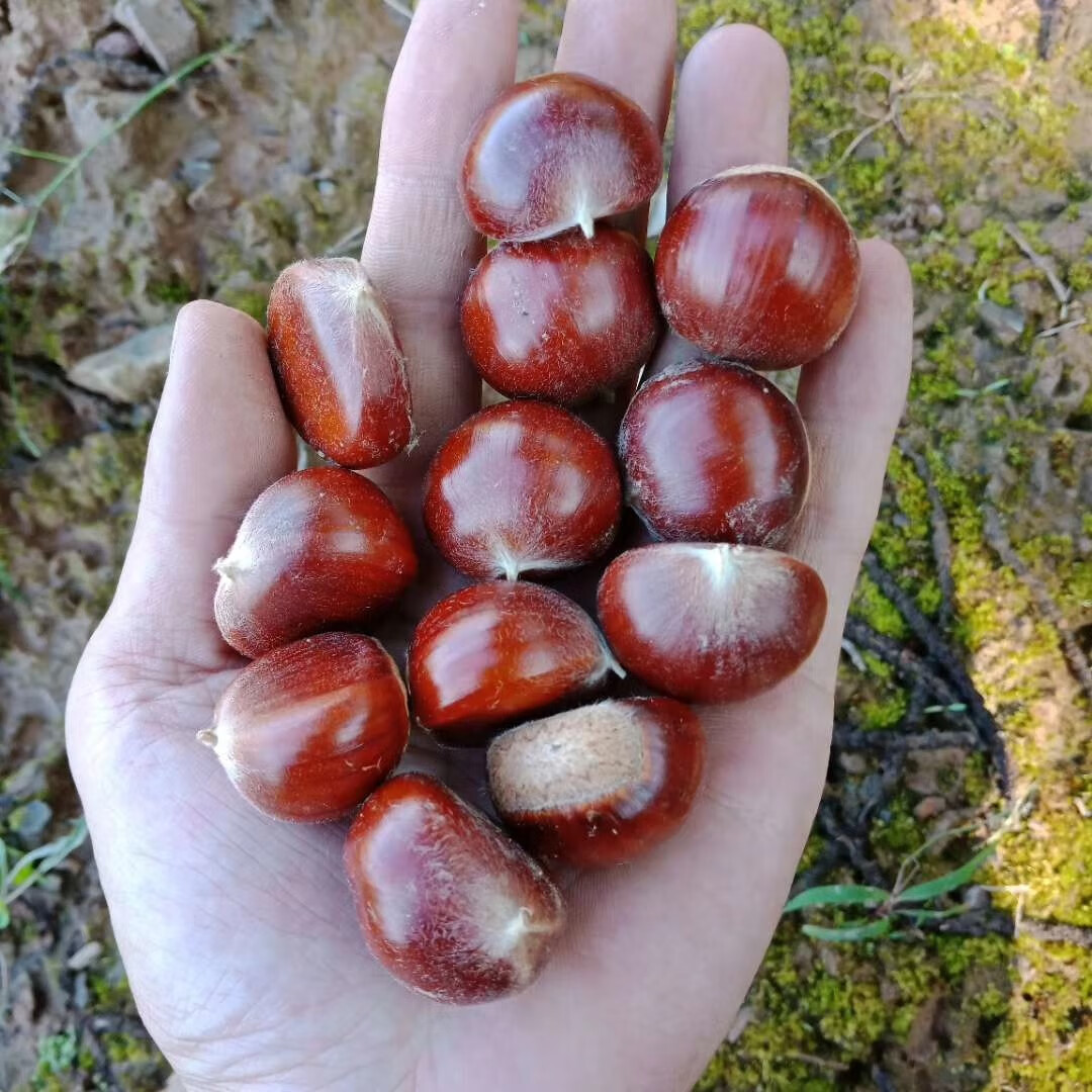 秦岭野生板栗小毛栗子生新鲜糯甜带壳老树农家现摘油栗5斤装 1500g