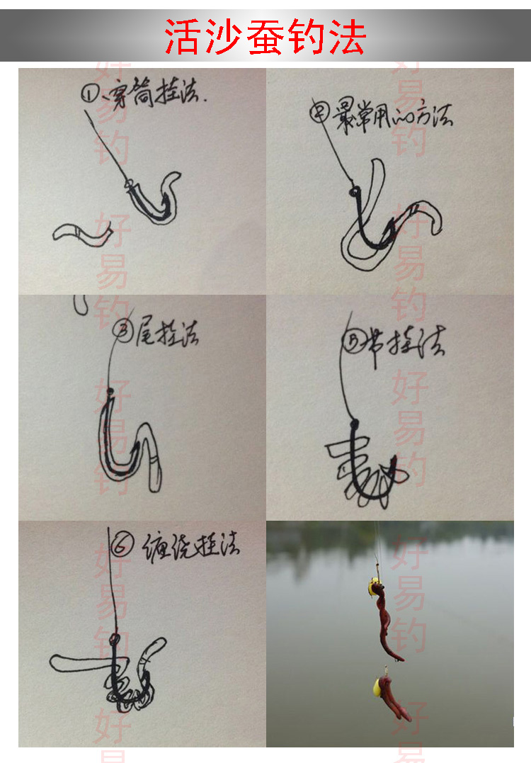 活饵 红沙蚕 海蜈蚣 海蚯蚓 海蚂蝗 红青虫 海钓鱼饵料 鲻鱼养殖 红