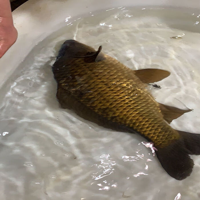 千岛湖鲫鱼正宗鲜活活体孕妇月子下奶炖汤儿童老人淡水鱼整条 2斤