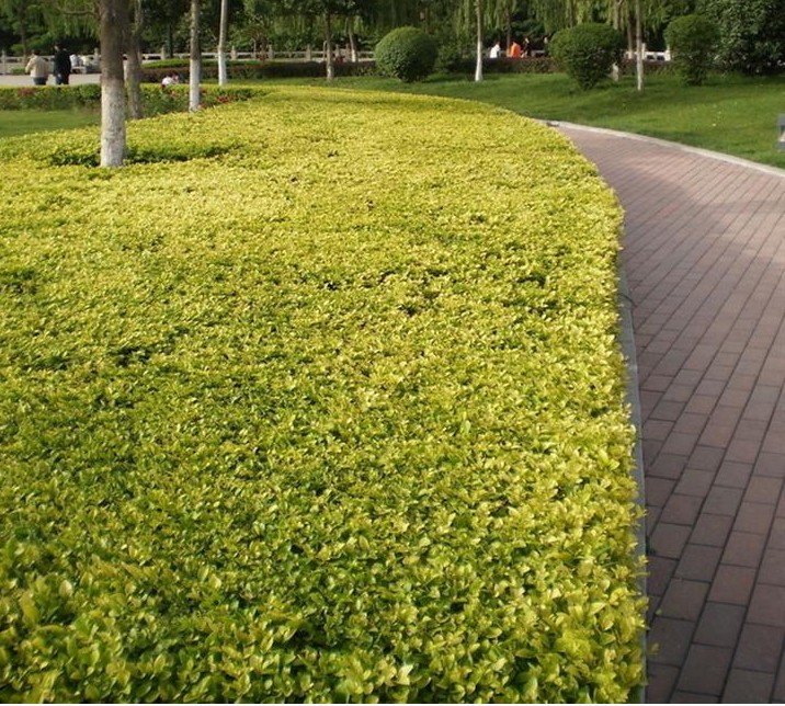 森女贞红叶石楠龟甲冬青毛鹃红叶小檗等庭院绿化篱笆墙 冬青60-70高度