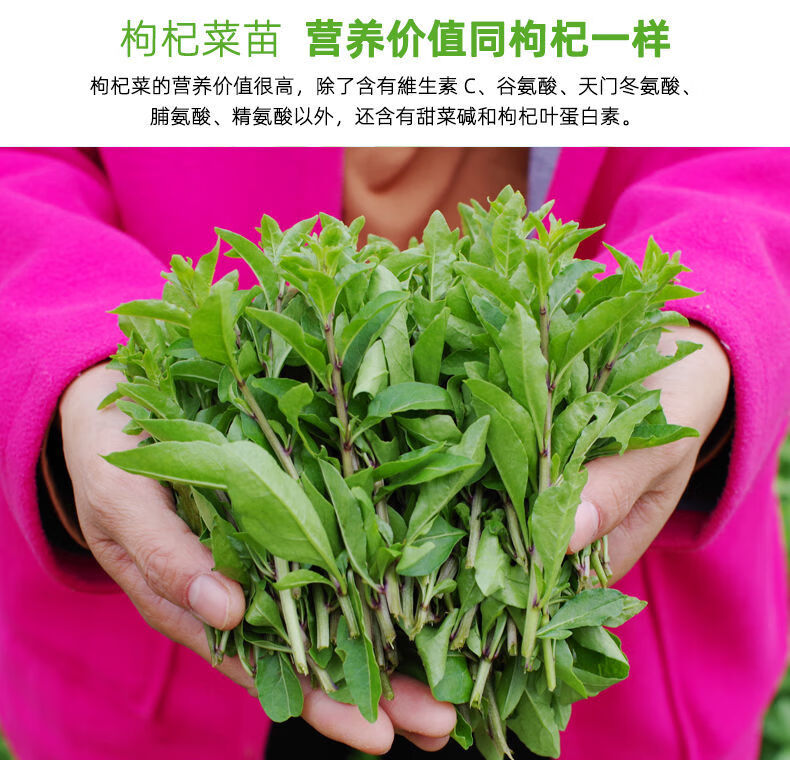 枸杞头新鲜野菜枸杞菜嫩芽现发现摘应季蔬菜枸杞叶养目枸杞芽05斤当天