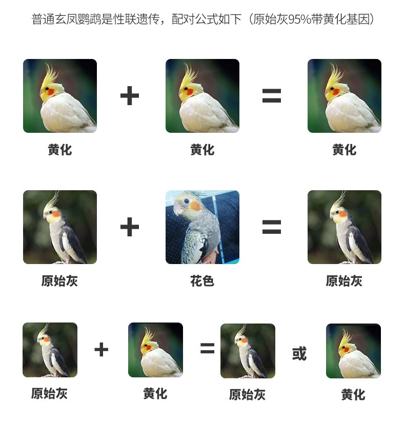 玄凤鹦鹉品种配对表图片
