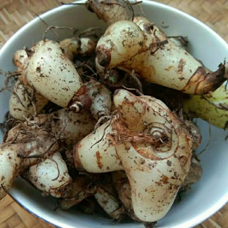 伟博野生白芨贵州 新鲜草药材白及野山小白鸡药用百级 干货250 克