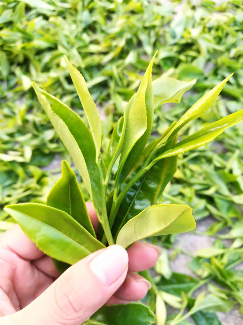 新茶兴宁单丛茶春茶高山茶乌龙茶叶凤凰单枞茶浓香型养生茶 简易装250