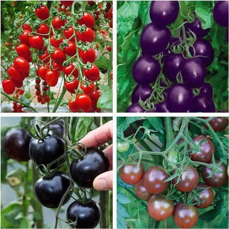 圣女果小西红柿阳台盆栽易活水果蔬菜种子 18个品种分开各100粒共18包