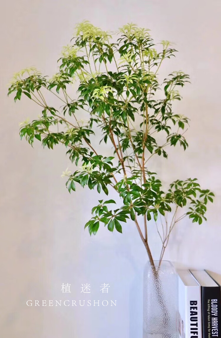 鲜切马醉木小森林树枝室内绿植金边花瓶适合100cm马不含盆