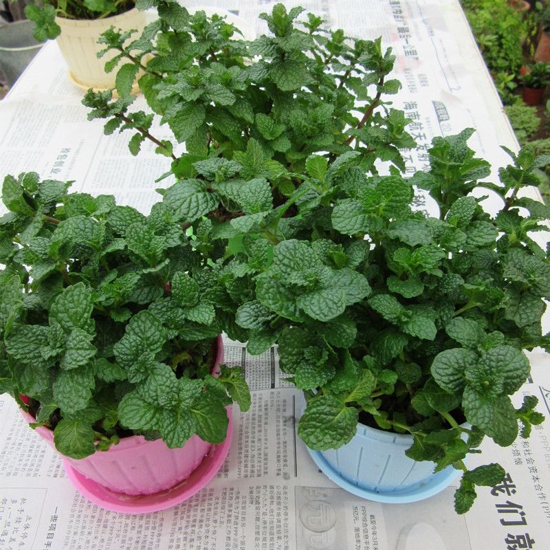 吸毒草盆栽新房装修除甲醛植物办公室内净化空气绿植四季常青 含白色