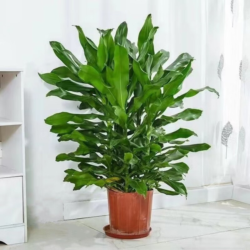 沭之美 螺纹铁大型花卉绿植盆栽客厅办公室前台盆栽大绿植植物 螺纹铁