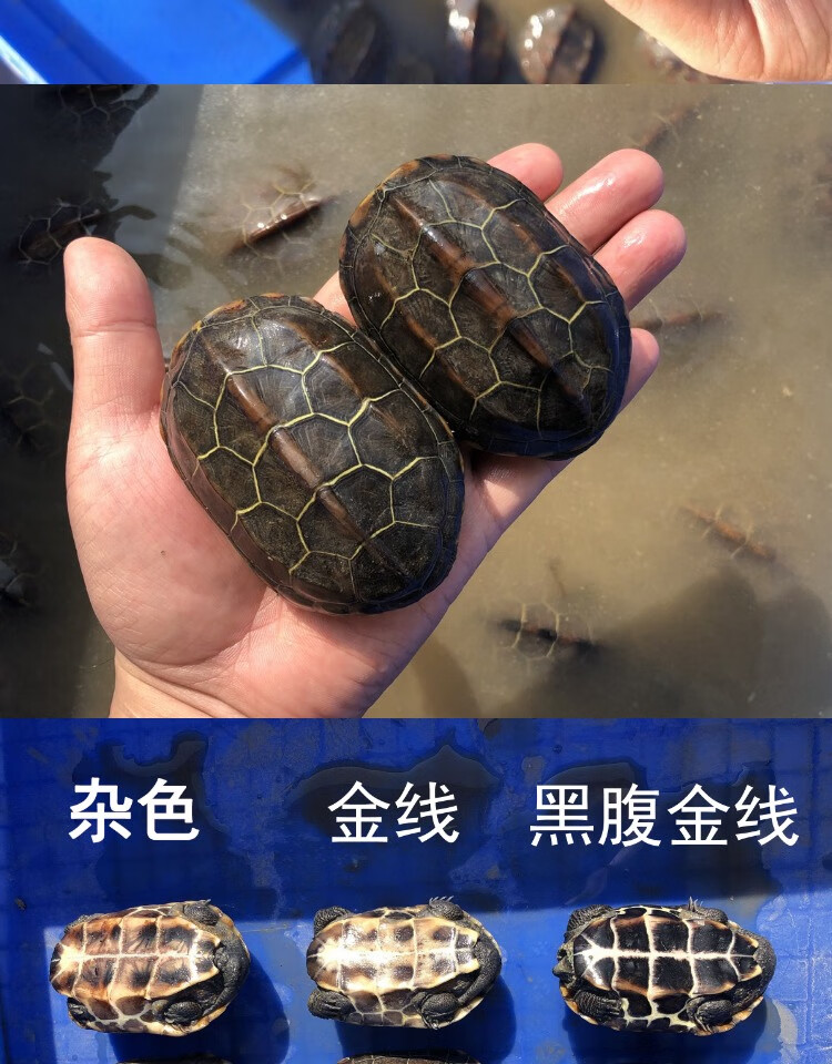 3-4厘米 ·送开口粮 免费龟粮 1只母【招财】 靓丽金线草龟【图片