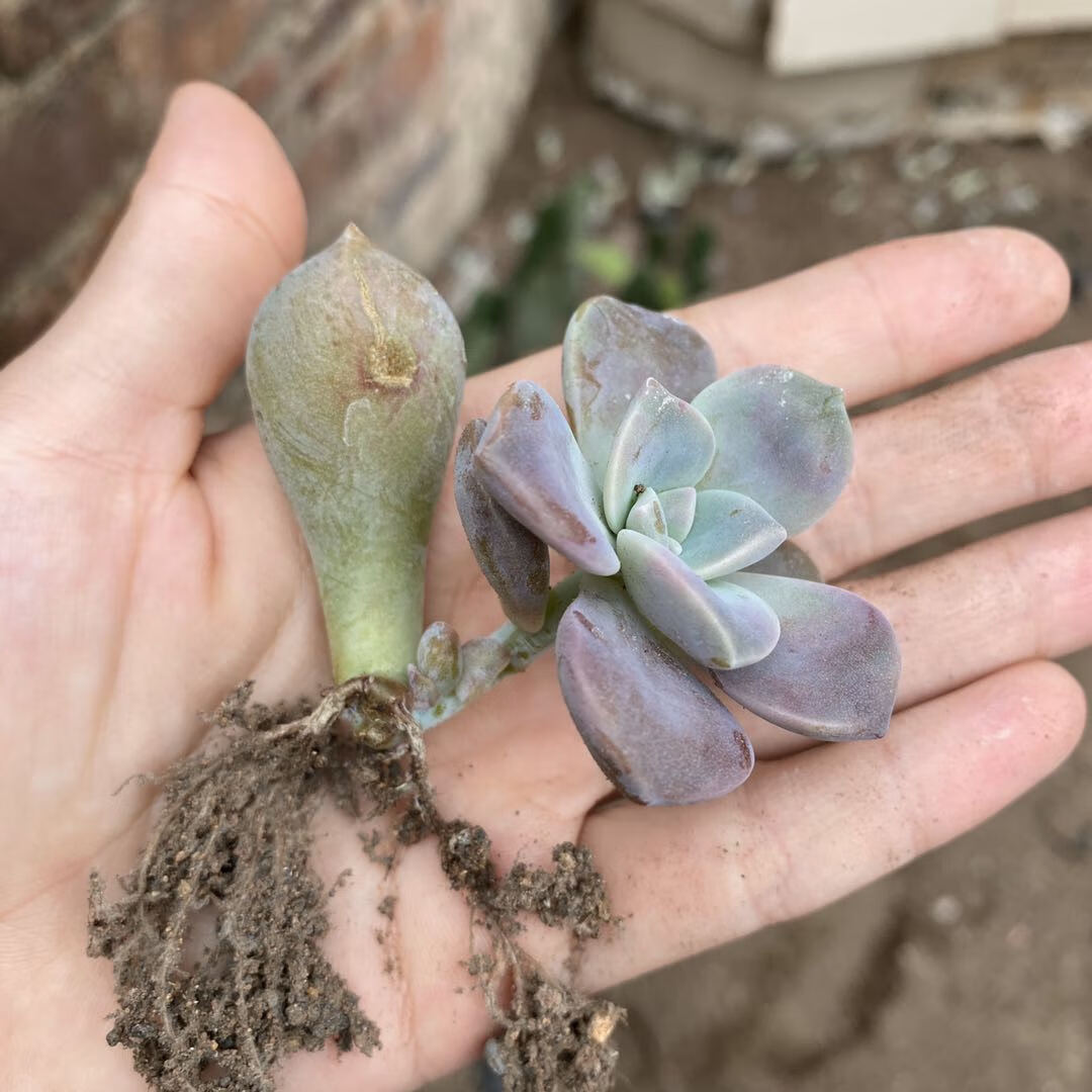 紫樂大老樁懸崖造型多肉植物多頭超大棵室內盆栽花卉綠植 紅稚蓮 吹雪